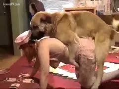 A brown dog makes out with a busty slutwife.